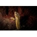 Gecko crestado - Correlophus ciliatus  
